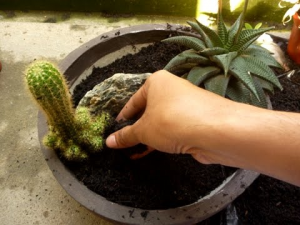 Cara Menanam Kaktus dengan Teknik Grafting