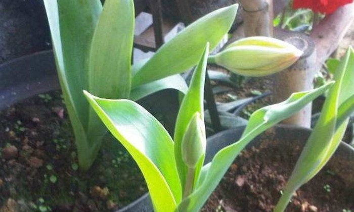 Cara Menanam Dan Merawat Bunga Lily Dalam Pot/Polybag Agar Cepat Berbunga
