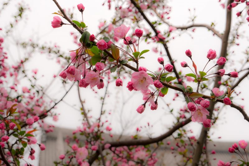 Cara Menanam Bunga Sakura di Indonesia
